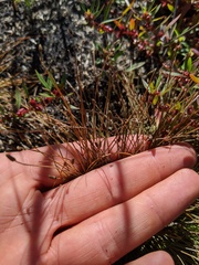 Eleocharis atropurpurea