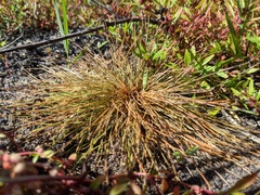 Eleocharis atropurpurea