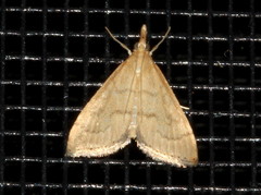 Metasia dicealis