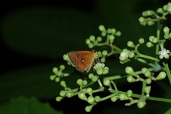 Iambrix salsala salsala