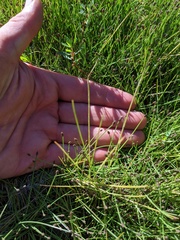 Eleocharis atropurpurea