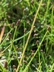Eleocharis atropurpurea