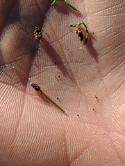 Eleocharis atropurpurea