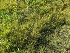 Eleocharis atropurpurea