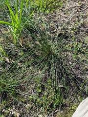 Eleocharis melanocarpa
