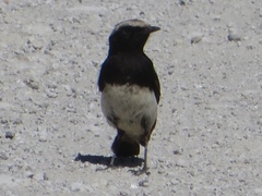 Oenanthe lugubris schalowi