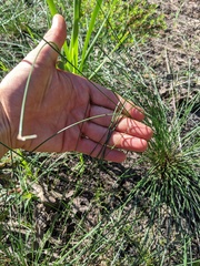 Eleocharis melanocarpa