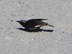 Oenanthe lugubris schalowi
