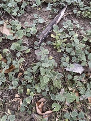 Malvella leprosa