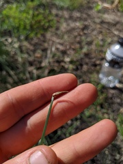 Eleocharis melanocarpa