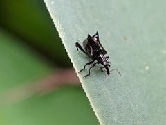 Scolopterus penicillatus