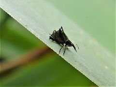 Scolopterus penicillatus