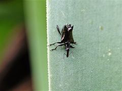 Scolopterus penicillatus