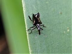 Scolopterus penicillatus