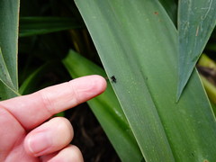 Scolopterus penicillatus