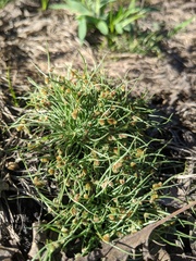 Cyperus subsquarrosus