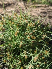 Cyperus subsquarrosus