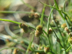 Cyperus subsquarrosus
