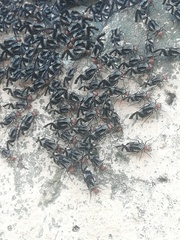 Cerastipsocus trifasciatus