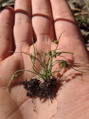 Cyperus subsquarrosus