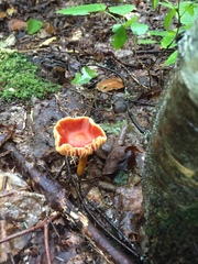 Pseudohygrocybe