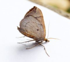 Eulithis testata