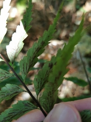 Asplenium polyodon image