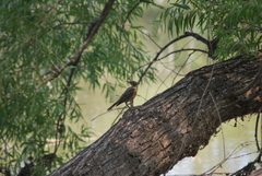 Turdus migratorius