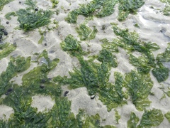 Ulvaceae