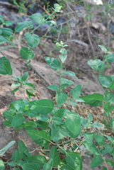 Mirabilis