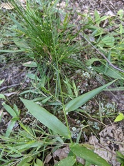 Dichanthelium polyanthes