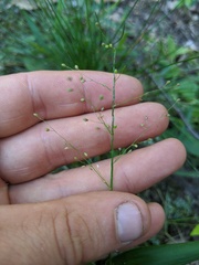 Dichanthelium polyanthes