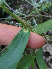 Dichanthelium polyanthes