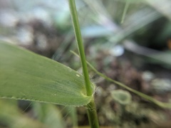 Dichanthelium polyanthes