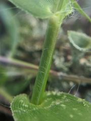 Dichanthelium polyanthes