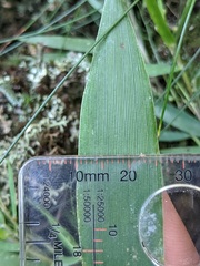 Dichanthelium polyanthes