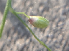 Dichanthelium polyanthes