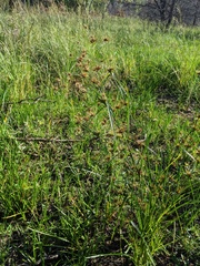 Rhynchospora macrostachya