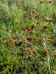 Rhynchospora macrostachya
