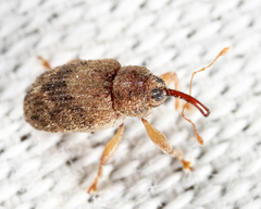 Lignyodes bischoffi