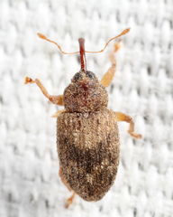 Lignyodes bischoffi