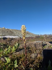 Castilleja parviflora albida
