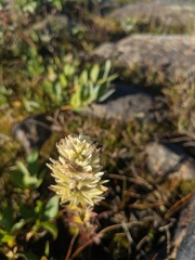 Castilleja parviflora albida