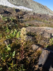 Castilleja parviflora albida