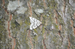 Nepytia phantasmaria