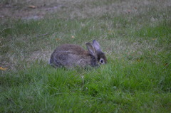 Oryctolagus cuniculus