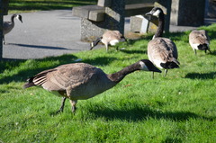 Branta canadensis
