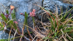 Exobasidium cassiopes