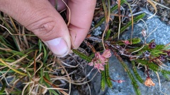 Exobasidium cassiopes