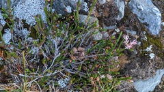 Exobasidium cassiopes